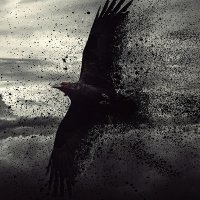 id438754521