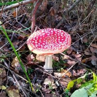 id652951882