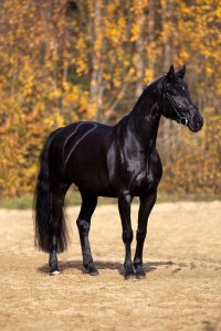 BlackHorse