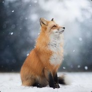 Red_fox