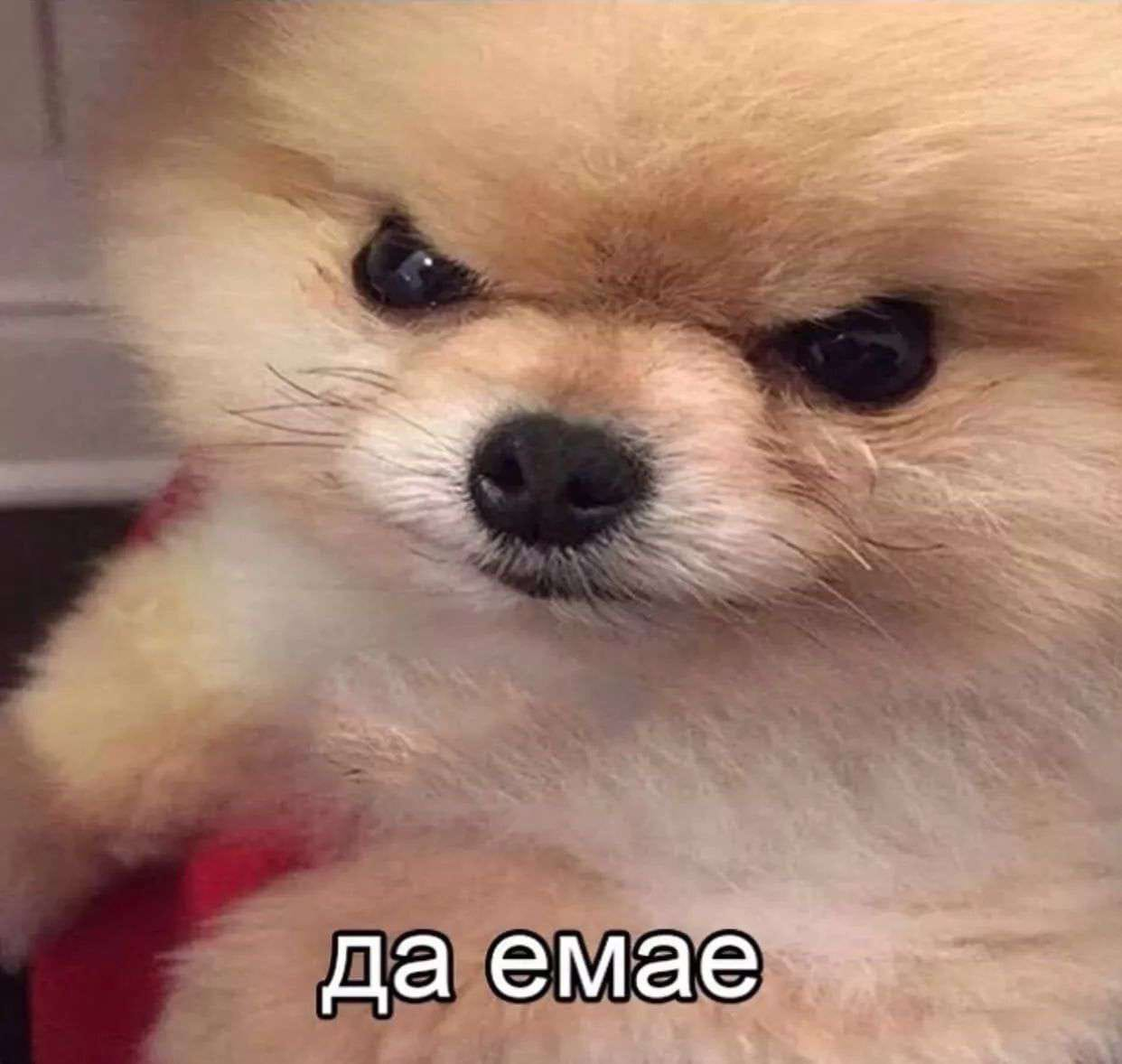 Злюся шпиц