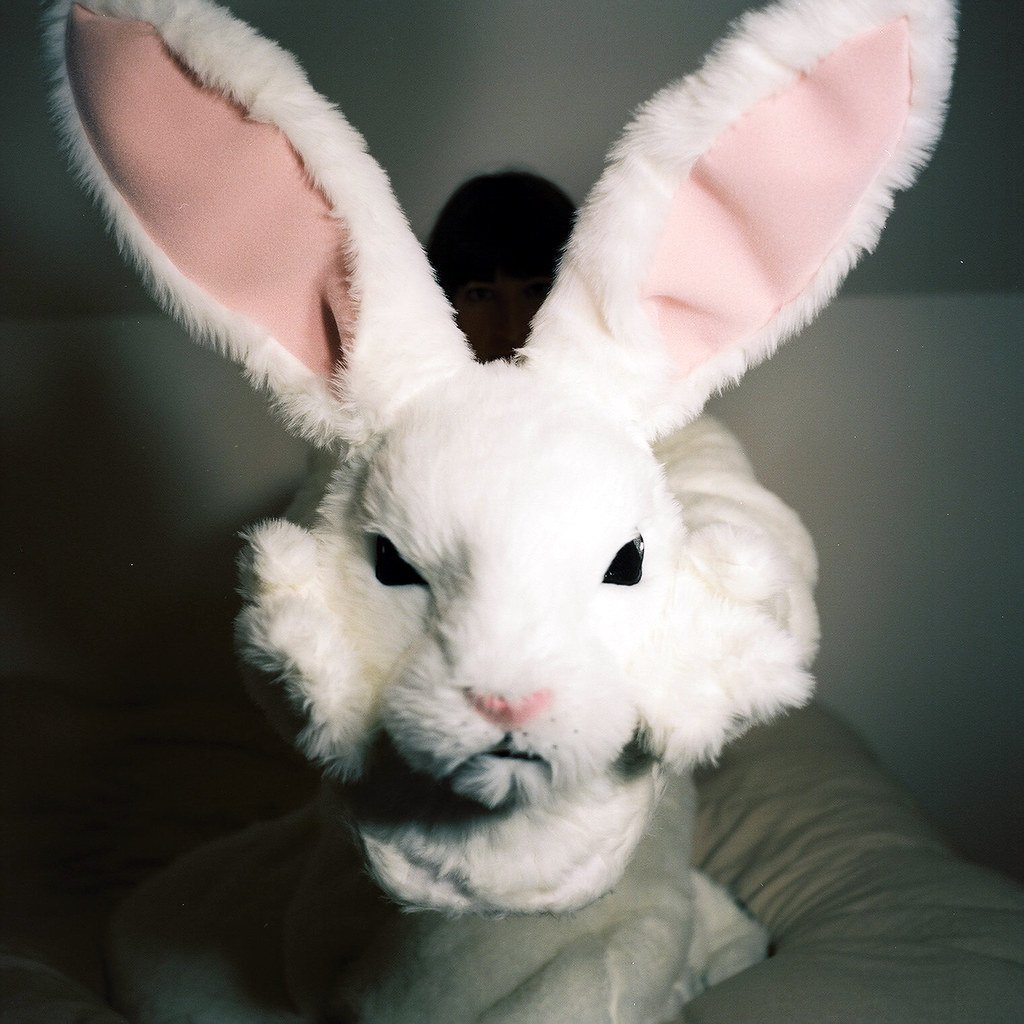 Без зайцев новинки. Кролик фурсьют кролик. Отбросы кролик. Голова кролика. Белый кролик.
