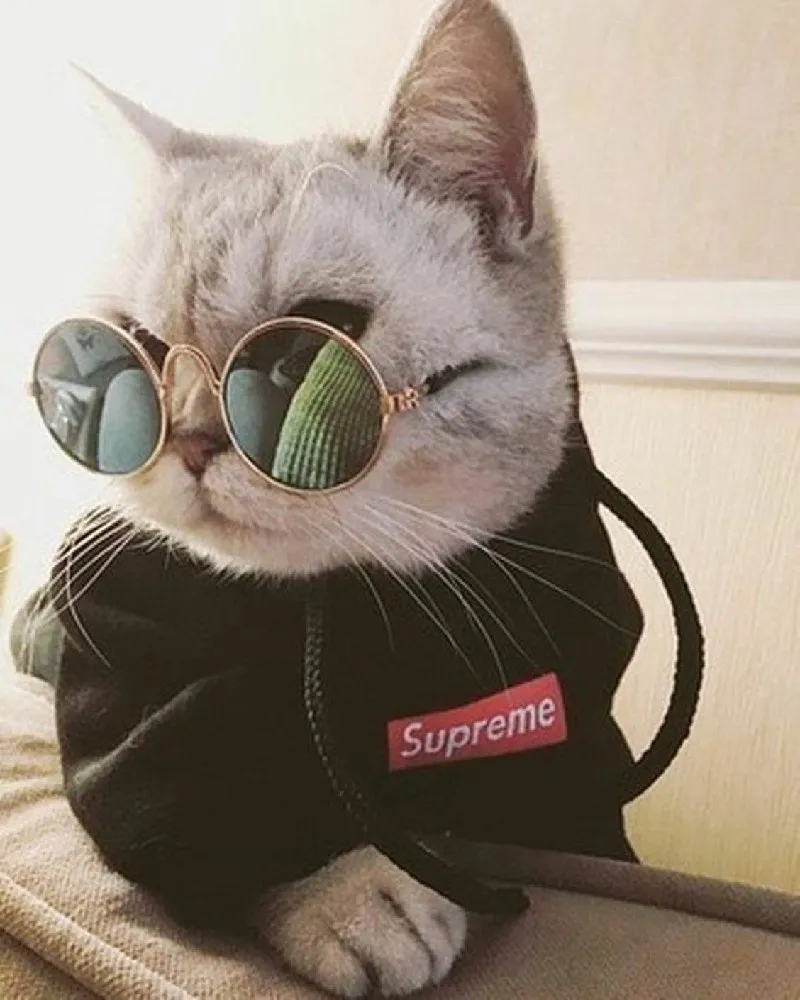 Кот в найке