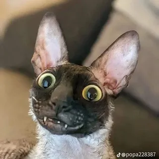 qsdpaq