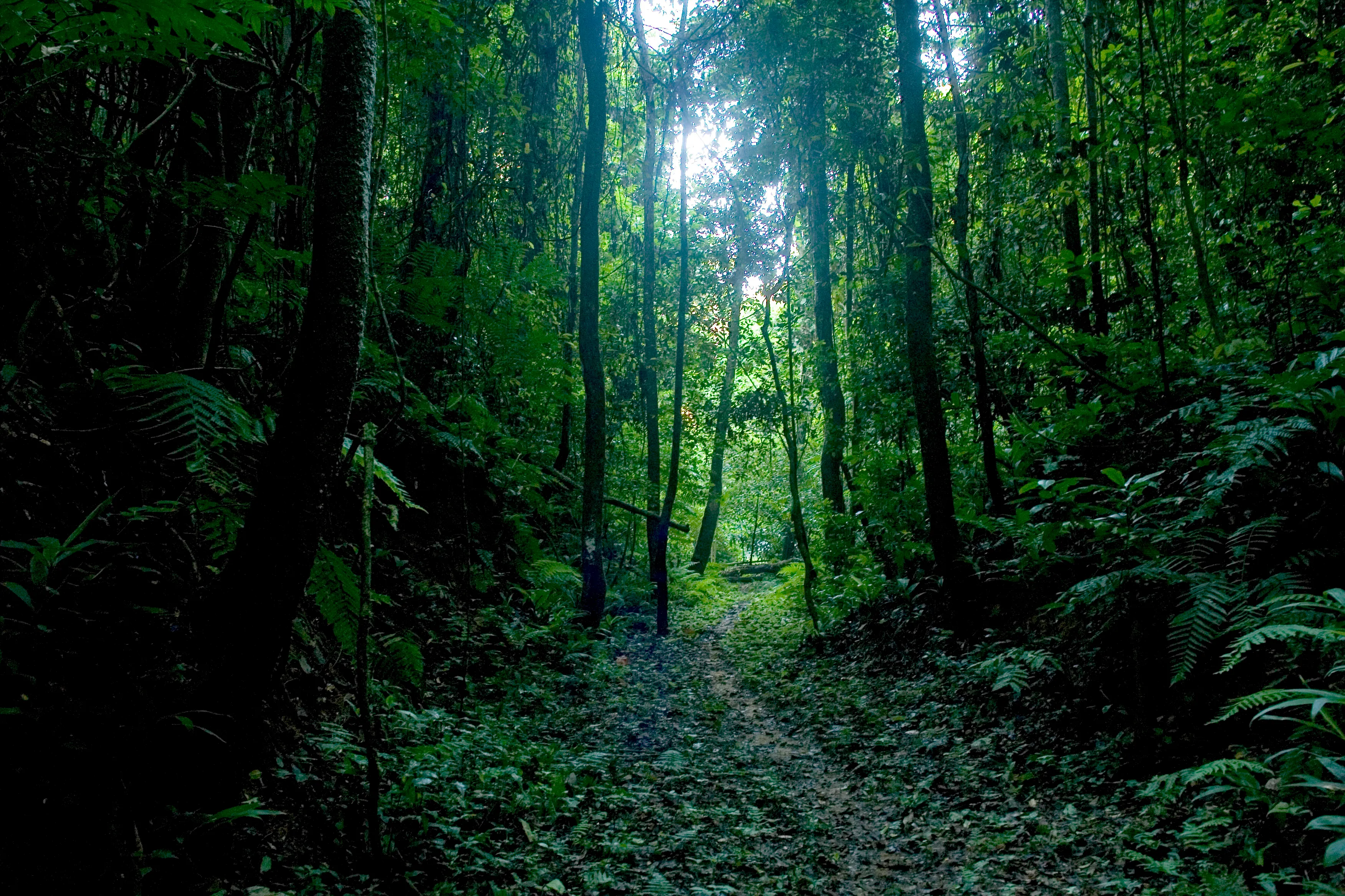 Olegoforest
