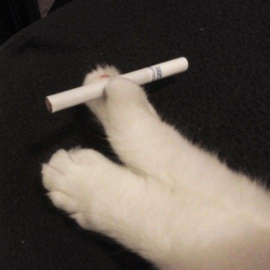 bluedanilka