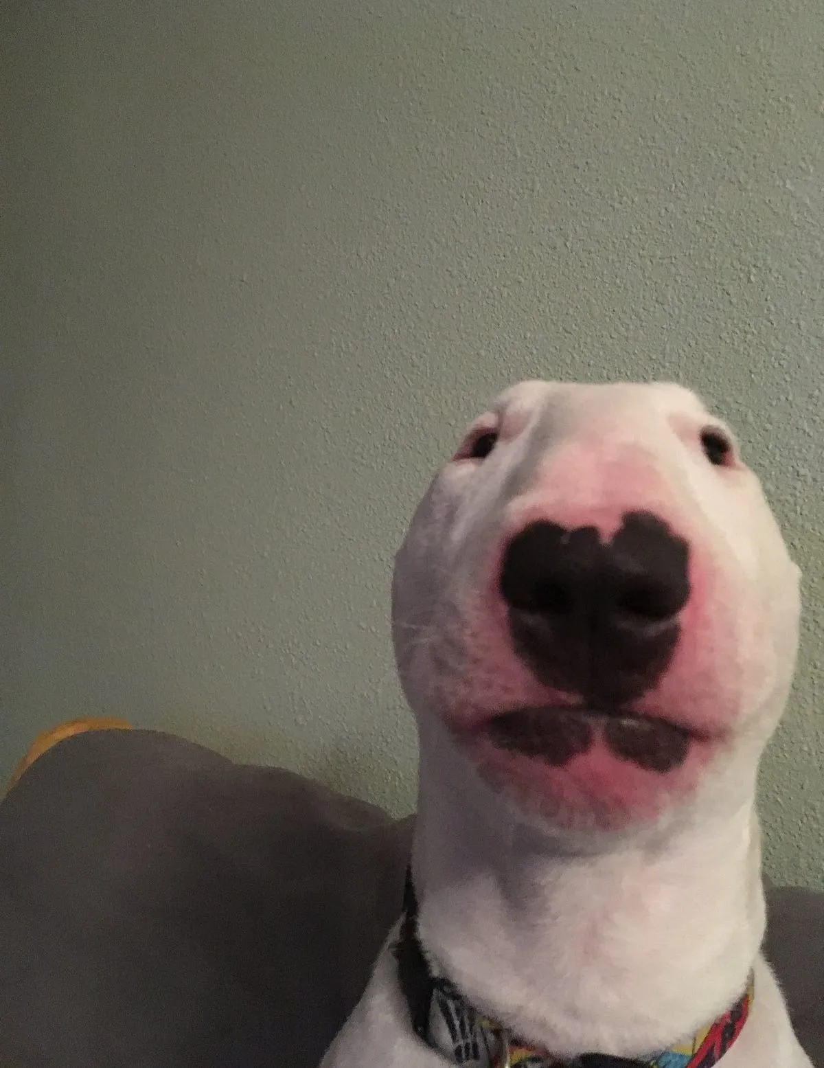 idklol443