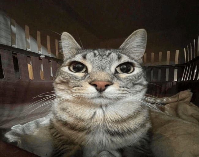 id591065976