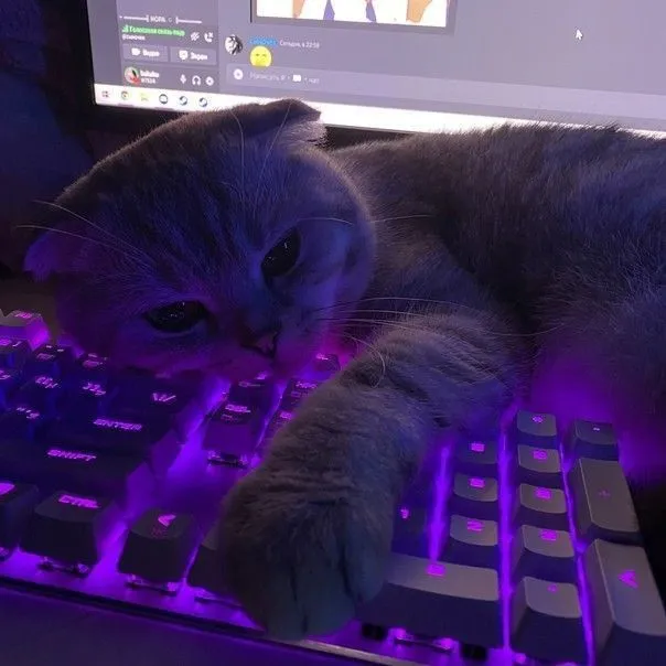 sasah