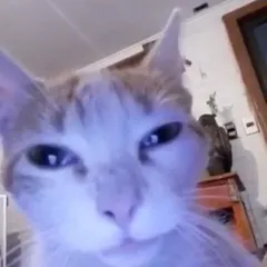 psqtuls