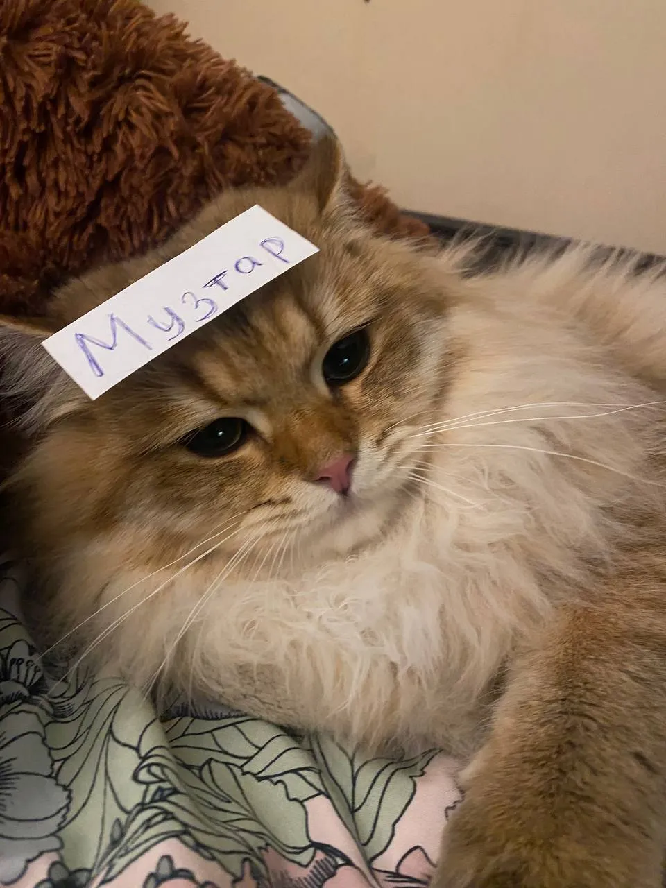 Музтар