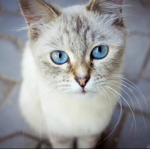 Кошка