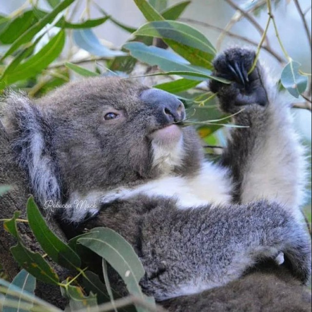 Коала