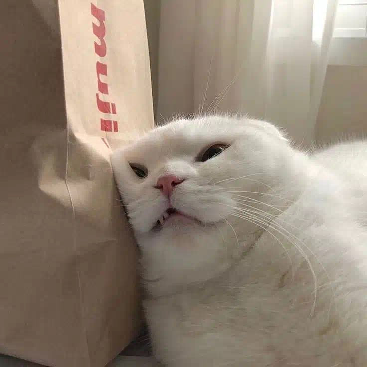 ЛысыйКотек