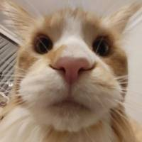 Subudy