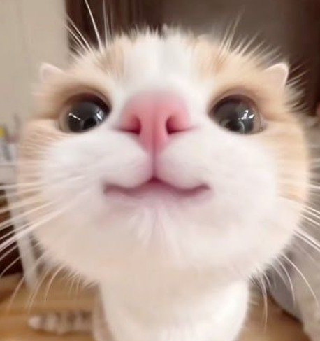 masiia