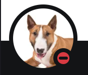 жопа