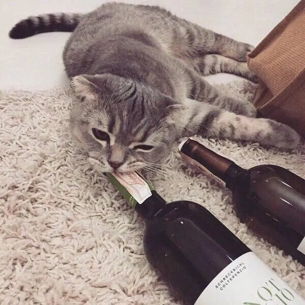 Katze725