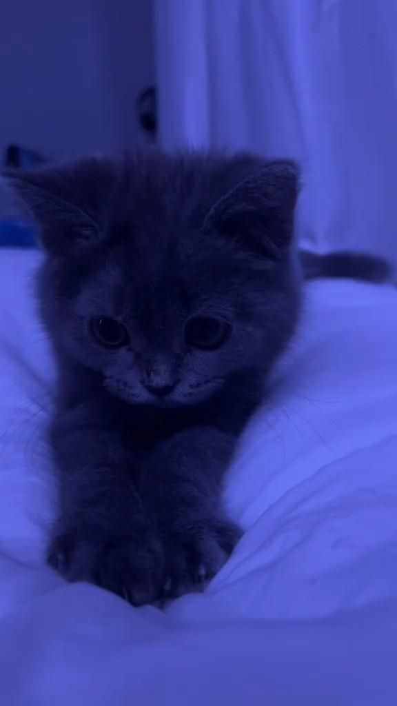 crycat