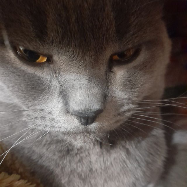 mmreu