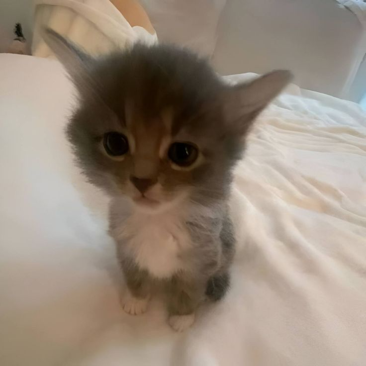 meowixzz