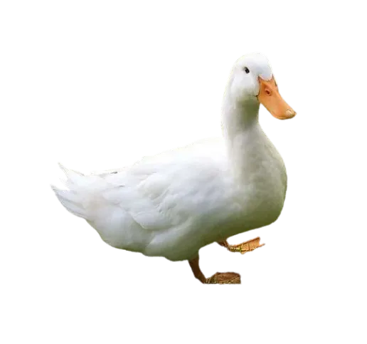 flikkzy