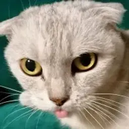 opatpofig