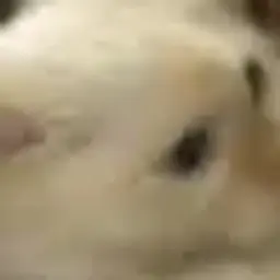 niftyyy
