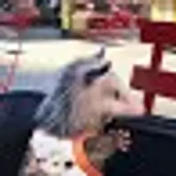 GrayJokee