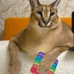 fredjkapycta