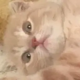 asikyu