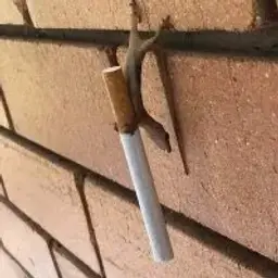 rthww
