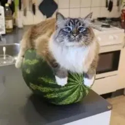 hevenfeed