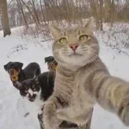 КотСемён