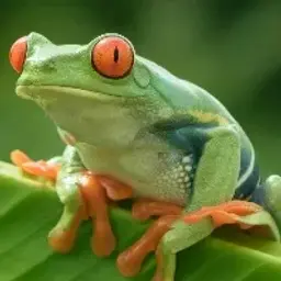 Bad_frog