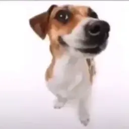 tougleeeee