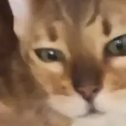 bsjakskw