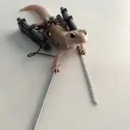 AkiraYumu