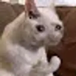 Ryumka