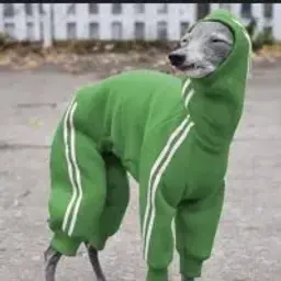 nuktoabcolutno