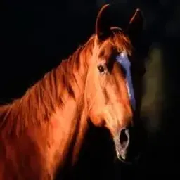 crazy_horse