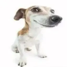 gafchik