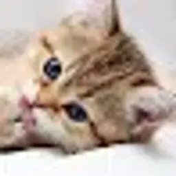 protopcat