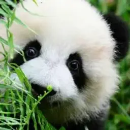 Pando4ka_inactive4757650