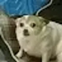 Smalx