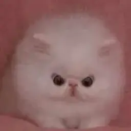 prettymf
