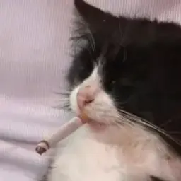 bludboii
