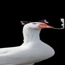 flub0