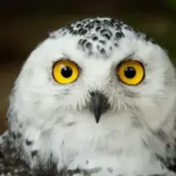 OLD_OWL