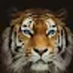 Tigerlvl